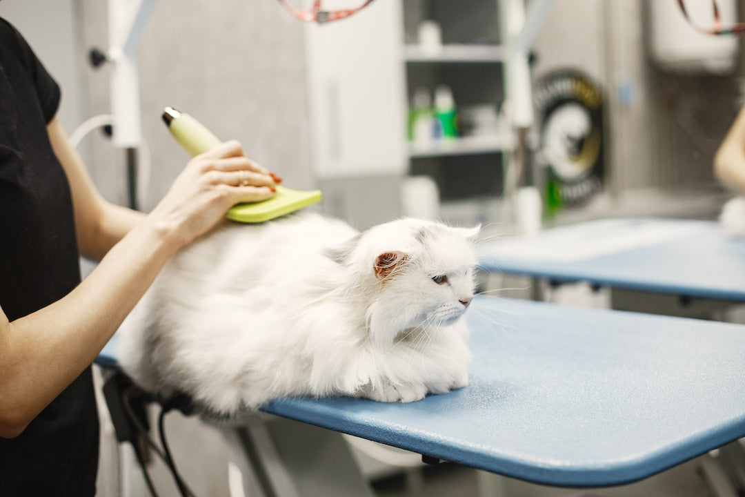 Deslana y Cepilla el Pelo de tu Gato