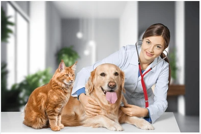 Consulta Veterinaria a Domicilio